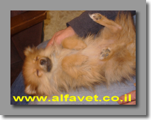 תגרדו לי תגרדו לי