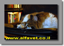 וינסנט וינסנט