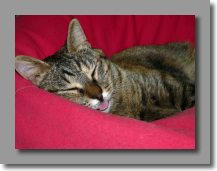 מוזילה מוזילה