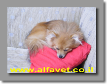 מפונק מפונק