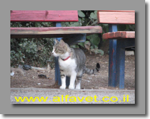 צומסקי צומסקי