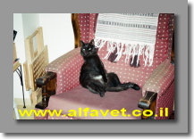 שוורצי שוורצי